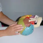 praxis althaus Behandlung an Schädel